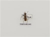 藏品(一色深山天牛)的圖片